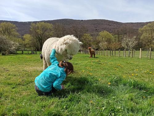  Casa Rural Flor de Vida - B&B in Lizaso