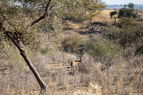 Kaner Retreat - India's First Desert Botanical Resort