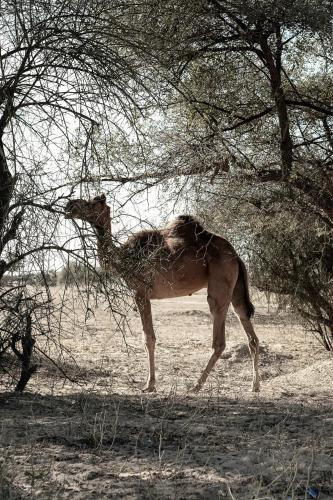 Kaner Retreat - India's First Desert Botanical Resort