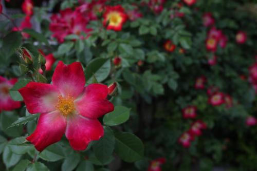 La Quinta de los Cedros - main image