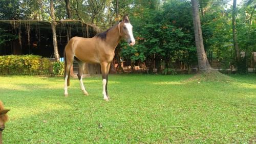 Life Farms - Near Mopa Airport Goa