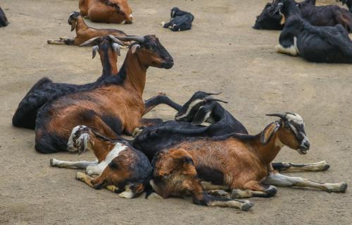 Life Farms - Near Mopa Airport Goa