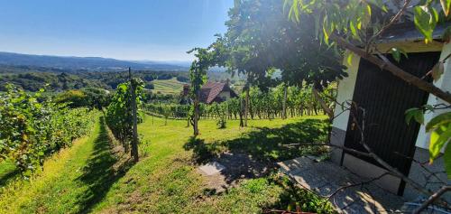 Vineyard Holidays Cottage with Jacuzzi