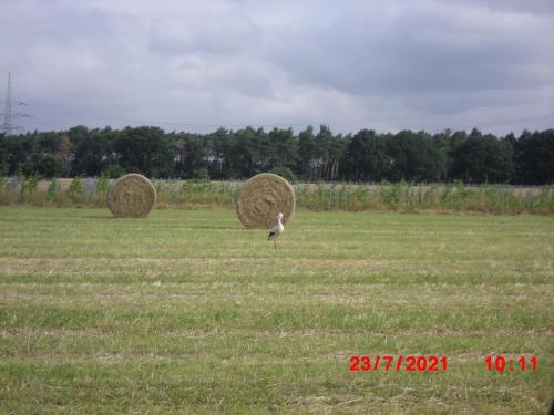 Lindensweet in Lindwedel, Deutschland