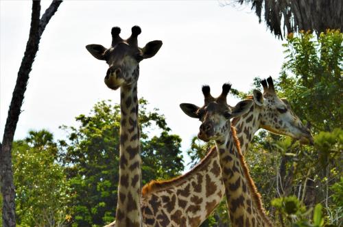 BoraBora Wildlife park and Luxury Tented Safari Camp Diani
