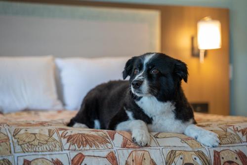 cayucos ca dog friendly hotels