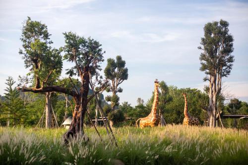 The Chamuang Forest