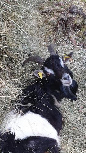 Amatų kalnelis Amatų kalnelis