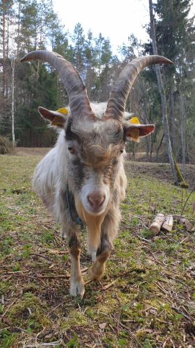 Amatų kalnelis Amatų kalnelis