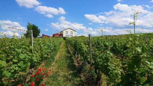 Weinbergshof Rickel in Kitzingen, Deutschland