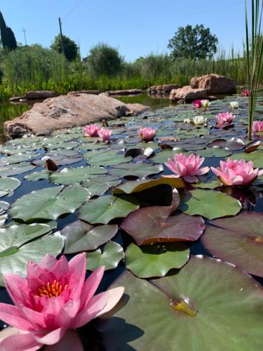 Agriturismo Casa Aurora - image 10