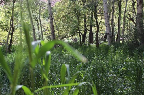 Dārzs, Auberge Toubkal Amsouzart Aitst Idar in Amsouzart