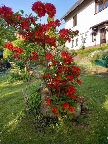 Ferienwohnung Am Steinbachtal - main image