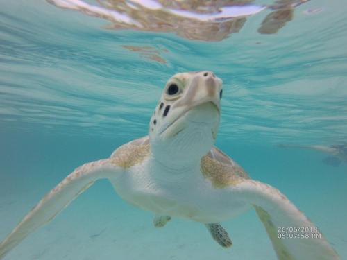 παραλία, Turtles Nest Bahamas in Τζορτζ Τάουν