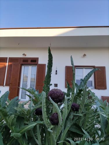 Antoniet, Neapel (Foto 6)