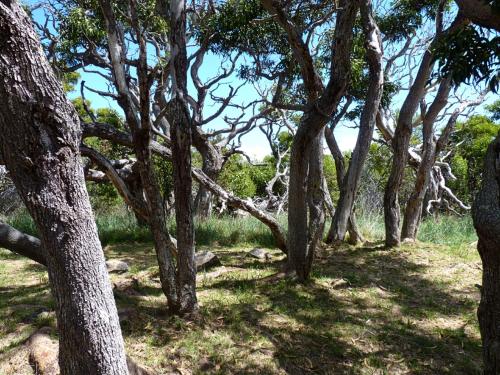 Upcountry Volcano Mountain Cottage - image 13