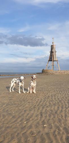 Beach, FewoLeopold - Apartment - Fewo 3 in Cuxhaven