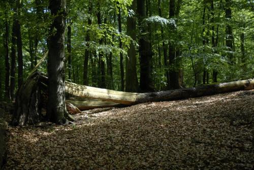 Apkārtne, Tauchbasis Stechlin in Stechlin