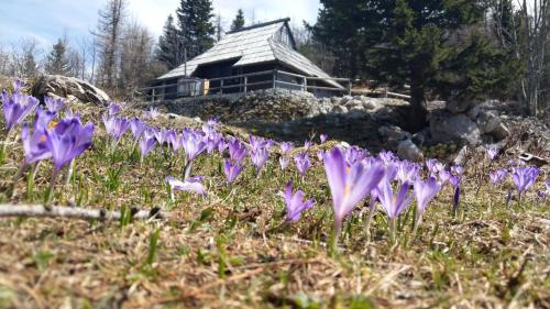 Chalet Pehta Velika Planina - Stahovica