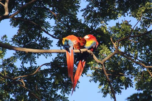 House of the Macaws