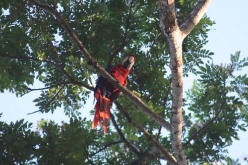 House of the Macaws