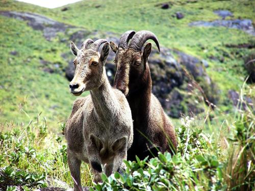 Mistica Munnar