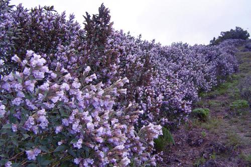 Mistica Munnar