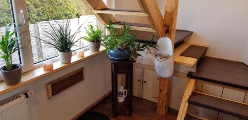 Ferienwohnung Malu Sol im Harz - stilvoll, gemütlich, tierfreundlich - mit Garten