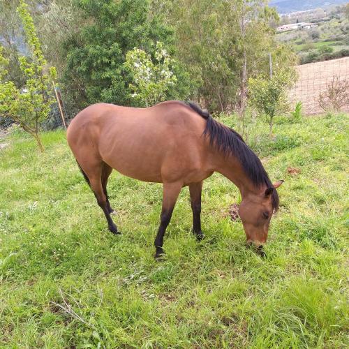 Agriturismo Funtan'Arva