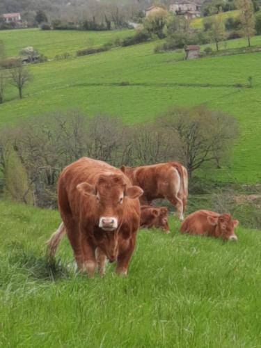 Les coteaux de Planèze, idéal déplacement pro