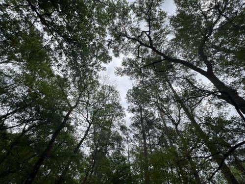 2 BDRM Treehouse Hideout- Lake Conroe with Boat ramp in Montgomery, USA
