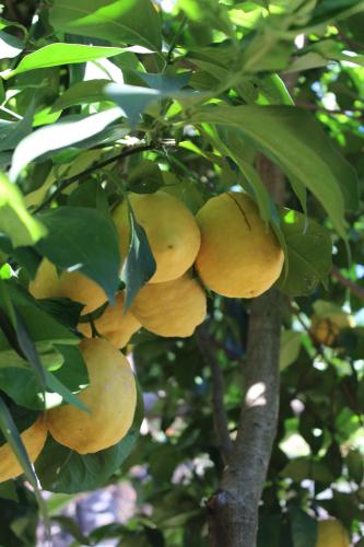 BeB CASA FASANO Amalfi Coast chambre d'hôte Vietri sul Mare