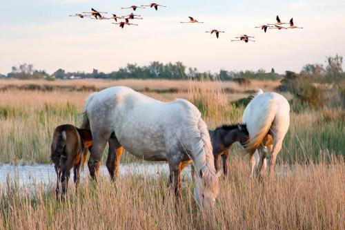 Coucher de soleil en Camargue