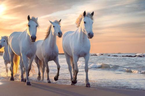 Coucher de soleil en Camargue