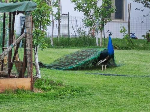  Monte Lago in Polpenazze del Garda