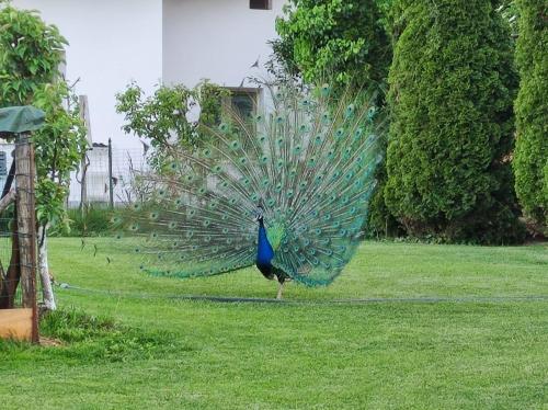  Monte Lago in Polpenazze del Garda