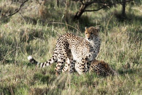 Basecamp Masai Mara