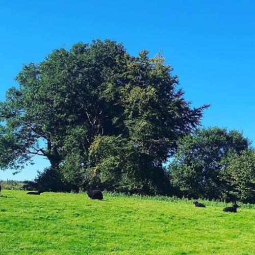 B&B Combe Martin - Bramble Cottage on the edge of Exmoor - Bed and Breakfast Combe Martin