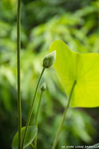 98 Home Lodge Dambulla