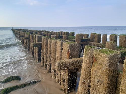 Merel, Сероскерке (фото 9)
