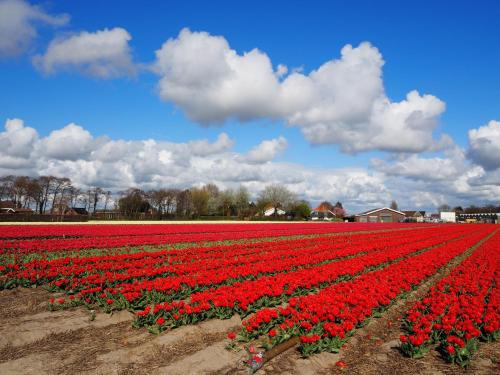 สภาพแวดล้อมโดยรอบ, Lowlander BnB in ฮีมซเกิร์ก