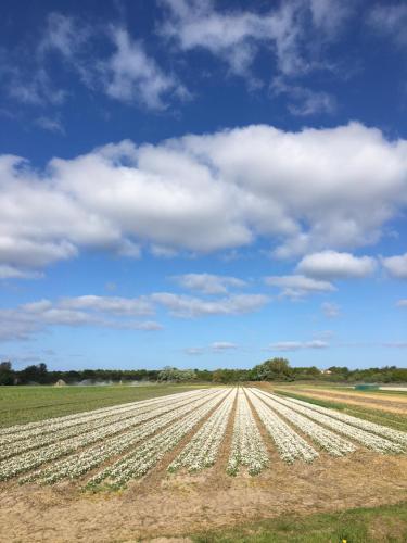สภาพแวดล้อมโดยรอบ, Lowlander BnB in ฮีมซเกิร์ก