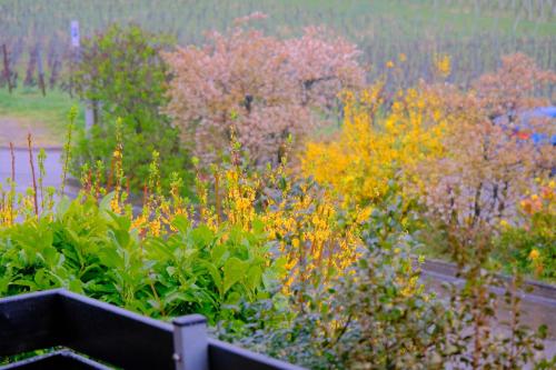 Létesítmények, Ferienweingut Wissing Wohnung Theo in Gleiszellen-Gleishorbach