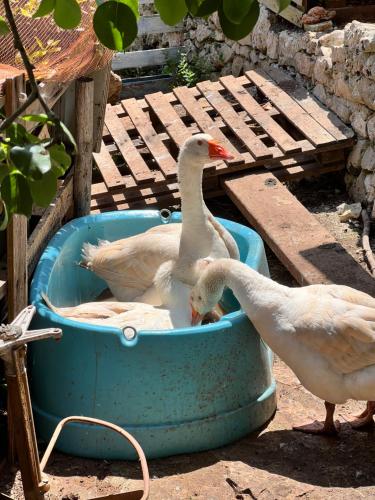 Limonaia in Salento - image 8