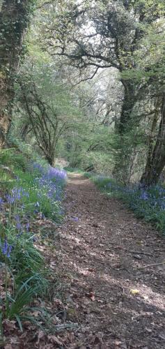 Retraite rustique en bordure de forêt à la campagne