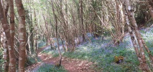 Retraite rustique en bordure de forêt à la campagne