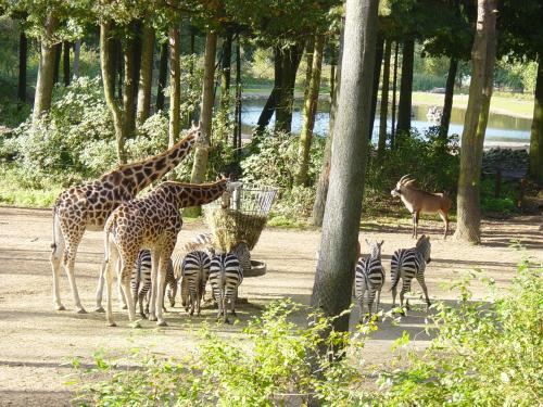 EuroParcs De Hooge Veluwe