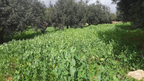 Jerash Hills Farm & Chalets