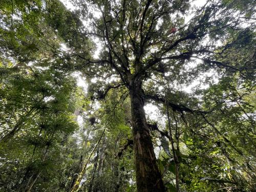 La Bromelia/Cabaña de Montaña, Cerro de la Muerte. (La Bromelia/Cabana de Montana, Cerro de la Muerte.) in การ์ตาโก