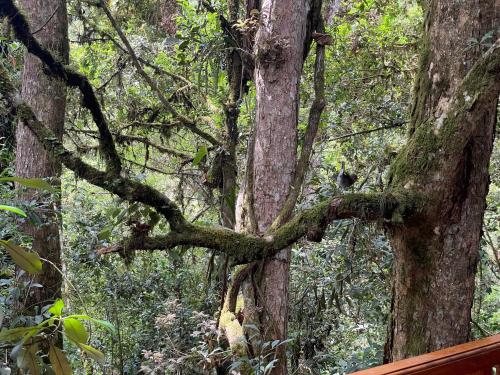 La Bromelia/Cabaña de Montaña, Cerro de la Muerte.